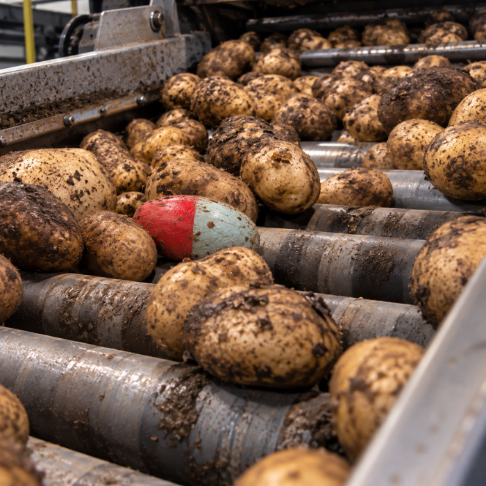 smartspud-potato-harvester-conveyor